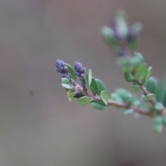 Comesperma ericinum at Bungendore, NSW - 25 Aug 2022 11:48 AM