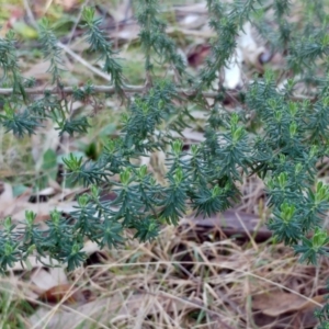 Cassinia aculeata subsp. aculeata at Hawker, ACT - 24 Aug 2022