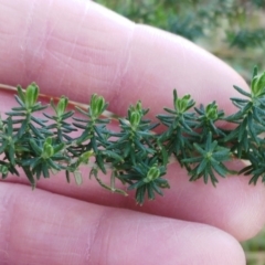 Cassinia aculeata subsp. aculeata at Hawker, ACT - 24 Aug 2022