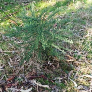 Cassinia aculeata subsp. aculeata at Hawker, ACT - 24 Aug 2022 08:28 AM