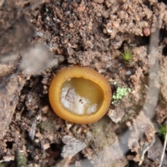Aleurina ferruginea (Fleshy Cup Fungus) at Bungendore, NSW - 25 Aug 2022 by LisaH