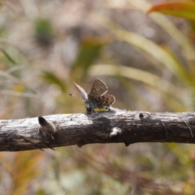 Paralucia spinifera (Bathurst or Purple Copper Butterfly) at Rendezvous Creek, ACT - 25 Aug 2022 by RAllen