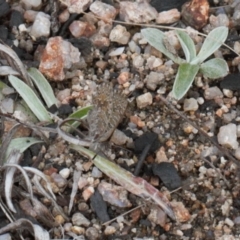 Paralucia spinifera (Bathurst or Purple Copper Butterfly) at Rendezvous Creek, ACT - 25 Aug 2022 by RAllen