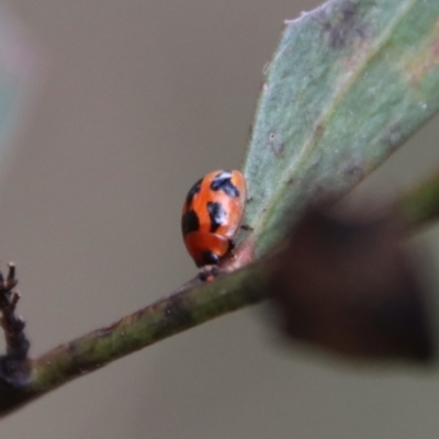 Peltoschema festiva (Leaf Beetle) at Bungendore, NSW - 25 Aug 2022 by LisaH