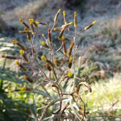 Senecio quadridentatus (Cotton Fireweed) at The Pinnacle - 23 Aug 2022 by sangio7