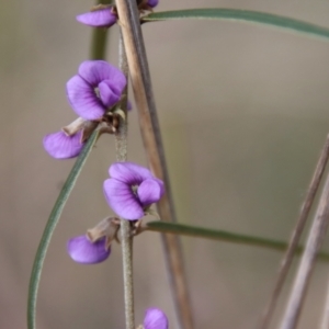 Hovea linearis at Bungendore, NSW - 25 Aug 2022