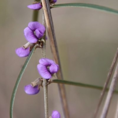 Hovea linearis (Narrow-leaved Hovea) at Bungendore, NSW - 25 Aug 2022 by LisaH