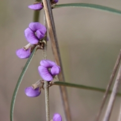 Hovea linearis (Narrow-leaved Hovea) at Bungendore, NSW - 25 Aug 2022 by LisaH