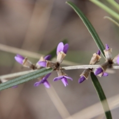 Hovea linearis at Bungendore, NSW - 25 Aug 2022 11:58 AM