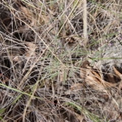 Hovea linearis at Bungendore, NSW - 25 Aug 2022