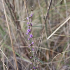 Hovea linearis at Bungendore, NSW - 25 Aug 2022