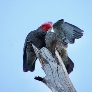 Callocephalon fimbriatum at Hughes, ACT - suppressed