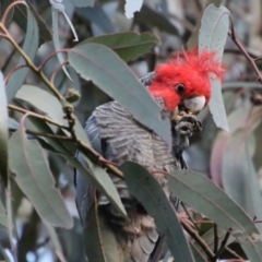 Callocephalon fimbriatum at Hughes, ACT - 25 Aug 2022