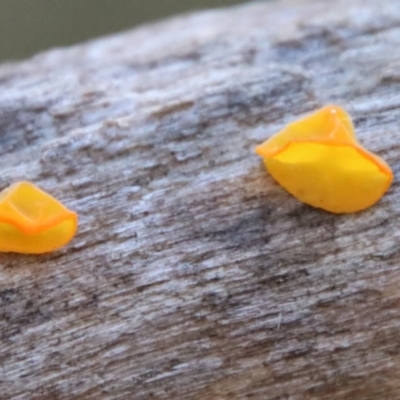 Heterotextus sp. (A yellow saprophytic jelly fungi) at Mongarlowe, NSW - 21 Aug 2022 by LisaH