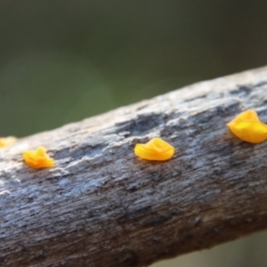 Heterotextus sp. at Mongarlowe, NSW - 21 Aug 2022