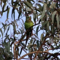 Polytelis swainsonii (Superb Parrot) at Deakin, ACT - 26 Aug 2022 by LisaH