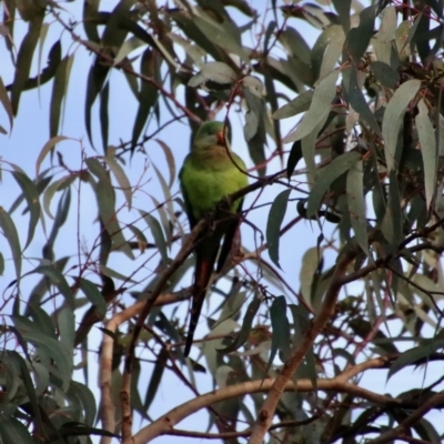 Polytelis swainsonii (Superb Parrot) at Deakin, ACT - 26 Aug 2022 by LisaH