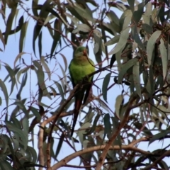 Polytelis swainsonii (Superb Parrot) at Deakin, ACT - 25 Aug 2022 by LisaH