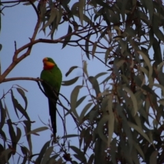 Polytelis swainsonii at Deakin, ACT - suppressed