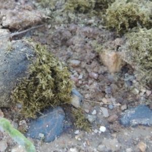 Staphylinidae cnm1 (family) at Paddys River, ACT - 2 May 2022