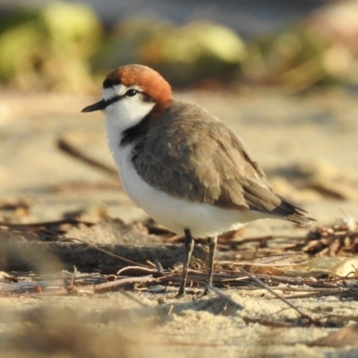 Anarhynchus ruficapillus (Red-capped Plover) at Oak Beach, QLD - 16 Aug 2022 by GlossyGal