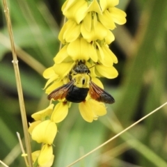 Unidentified Bee (Hymenoptera, Apiformes) at Mowbray, QLD - 8 Aug 2022 by GlossyGal