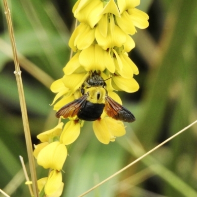 Unidentified Bee (Hymenoptera, Apiformes) at Mowbray, QLD - 8 Aug 2022 by GlossyGal