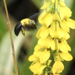 Xylocopa sp. at Mowbray, QLD - 8 Aug 2022 11:38 AM