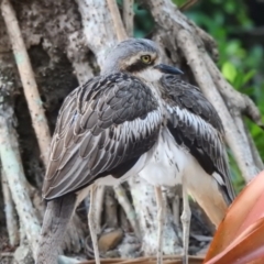 Burhinus grallarius at Oak Beach, QLD - 6 Aug 2022 05:55 PM