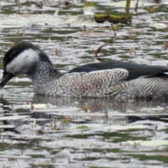 Nettapus pulchellus (Green Pygmy-Goose) at Smithfield, QLD - 8 Aug 2022 by GlossyGal