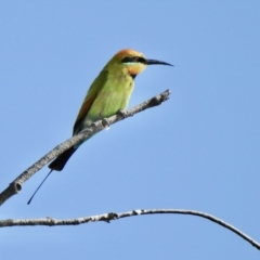 Merops ornatus (Rainbow Bee-eater) at Oak Beach, QLD - 24 Jul 2022 by GlossyGal