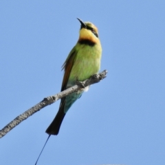 Merops ornatus at Oak Beach, QLD - 24 Jul 2022 10:35 AM