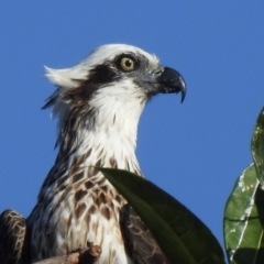 Pandion haliaetus (Osprey) at Mowbray, QLD - 24 Jul 2022 by GlossyGal