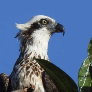Pandion haliaetus (Osprey) at Mowbray, QLD by GlossyGal