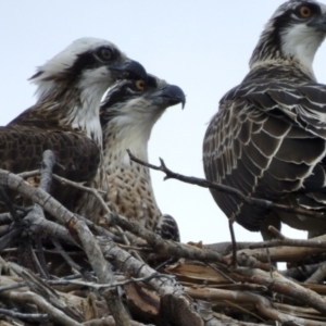 Pandion haliaetus at Mowbray, QLD - 8 Aug 2022