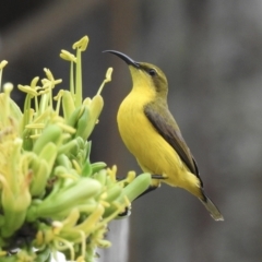 Cinnyris frenatus (Sahul Sunbird) at Oak Beach, QLD - 8 Aug 2022 by GlossyGal