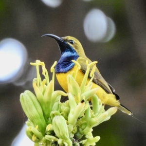 Cinnyris frenatus at Oak Beach, QLD - suppressed