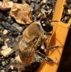 Apis mellifera (European honey bee) at Hughes, ACT - 26 Aug 2022 by KL