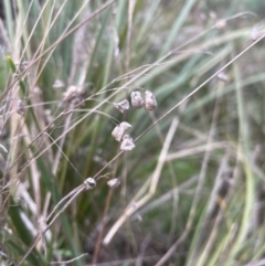 Briza minor (Shivery Grass) at Aranda, ACT - 26 Aug 2022 by lbradley