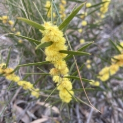 Acacia lanigera var. lanigera (Woolly Wattle, Hairy Wattle) at Aranda Bushland - 26 Aug 2022 by lbradley
