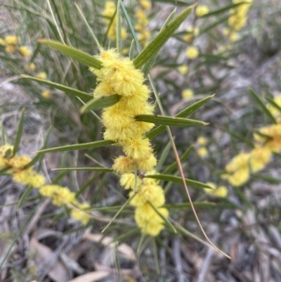 Acacia lanigera var. lanigera (Woolly Wattle, Hairy Wattle) at Aranda Bushland - 26 Aug 2022 by lbradley