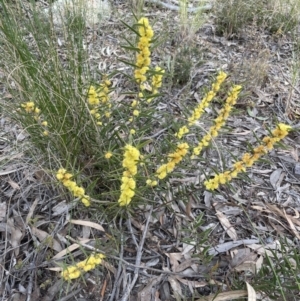 Acacia lanigera var. lanigera at Aranda, ACT - 26 Aug 2022 03:57 PM