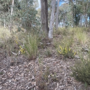 Acacia lanigera var. lanigera at Aranda, ACT - 26 Aug 2022 03:57 PM