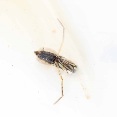 Notonectidae (family) (Backswimmer) at Dryandra St Woodland - 26 Aug 2022 by ConBoekel