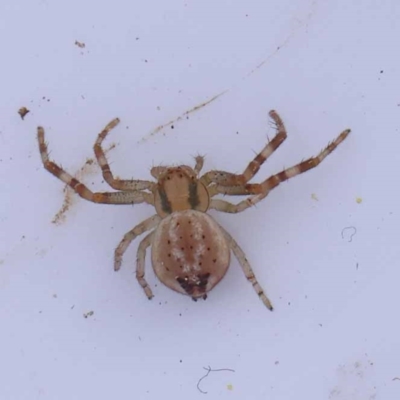 Lehtinelagia prasina (Leek-green flower spider) at Dryandra St Woodland - 26 Aug 2022 by ConBoekel