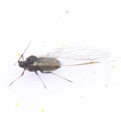 Aphididae (family) (Unidentified aphid) at O'Connor, ACT - 26 Aug 2022 by ConBoekel