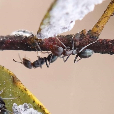 Iridomyrmex rufoniger (Tufted Tyrant Ant) at Dryandra St Woodland - 26 Aug 2022 by ConBoekel