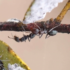 Iridomyrmex rufoniger (Tufted Tyrant Ant) at O'Connor, ACT - 26 Aug 2022 by ConBoekel