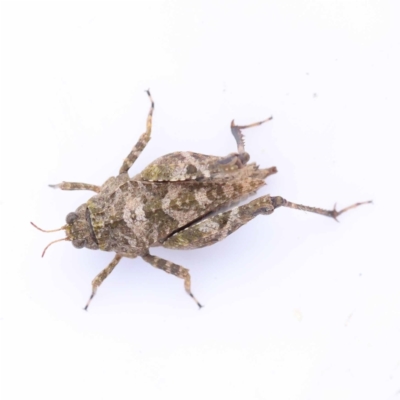 Paratettix australis (A pygmy grasshopper) at Dryandra St Woodland - 26 Aug 2022 by ConBoekel