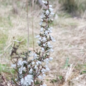 Cryptandra amara at Watson, ACT - 22 Aug 2022